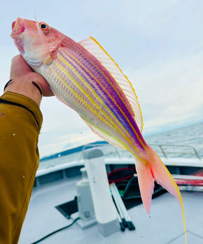 イトヨリダイの釣果