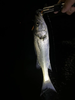 スズキの釣果