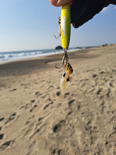 コウイカの釣果