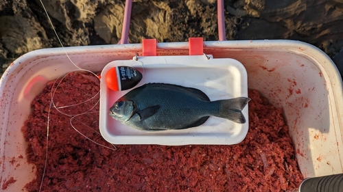 メジナの釣果