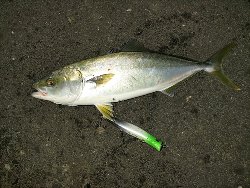 イナダの釣果