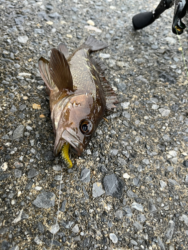 エゾメバルの釣果