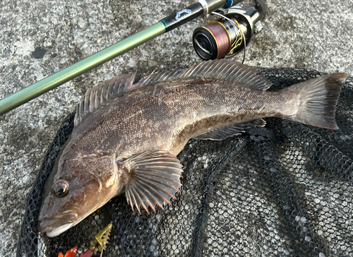 アイナメの釣果