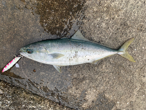 ヤズの釣果