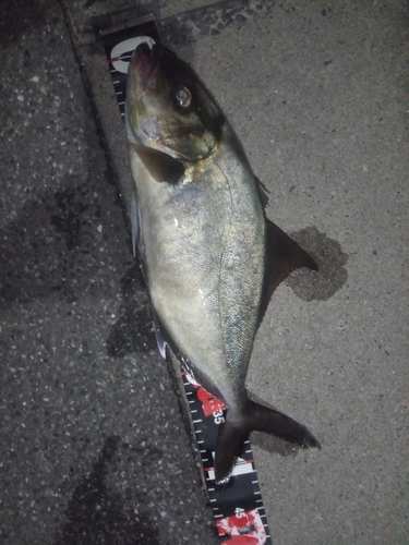 ショゴの釣果