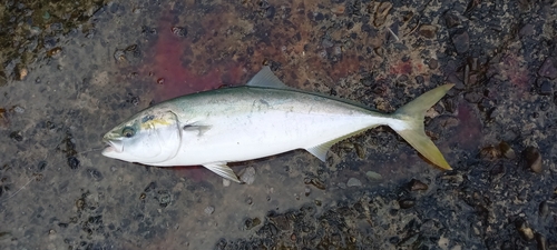 ハマチの釣果