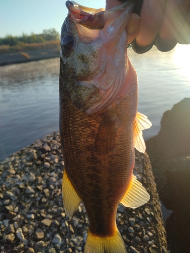 ラージマウスバスの釣果