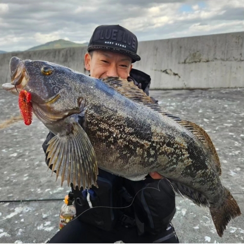 アイナメの釣果