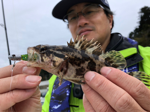 ベッコウゾイの釣果