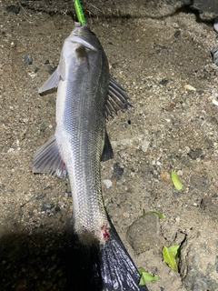 シーバスの釣果