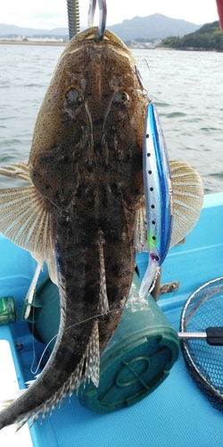 マゴチの釣果