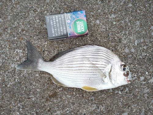 ヘダイの釣果