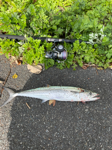 サゴシの釣果