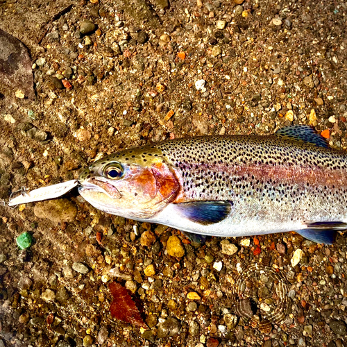 ニジマスの釣果