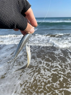 シタビラメの釣果