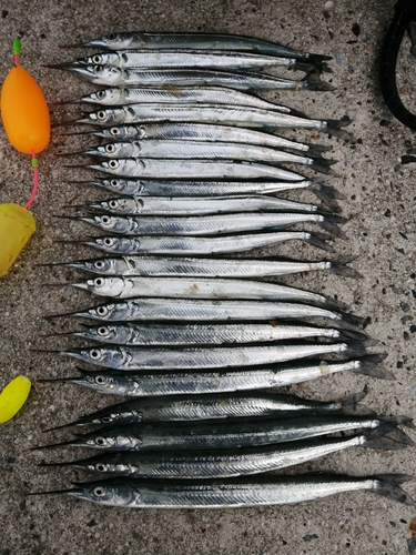 サヨリの釣果