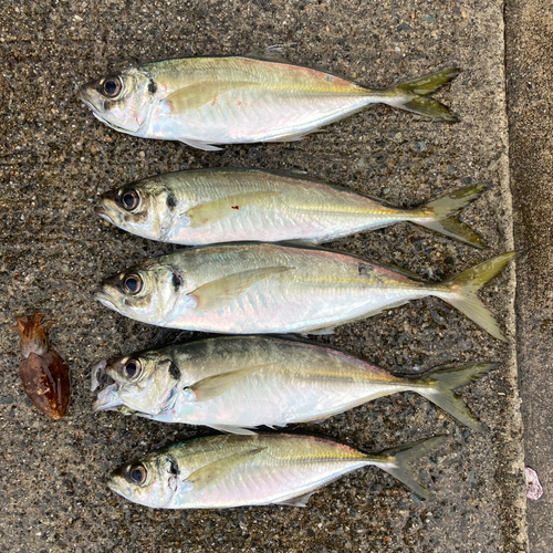 アジの釣果