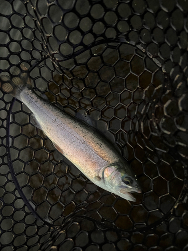 ニジマスの釣果