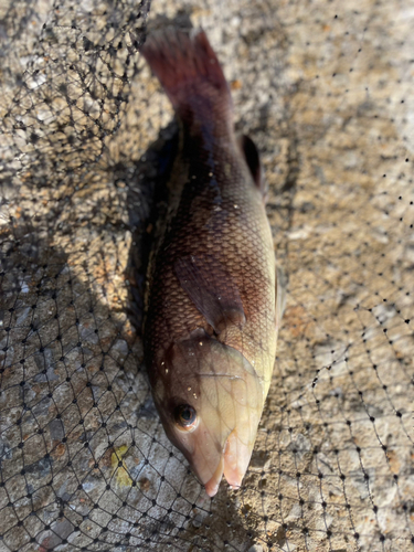 コブダイの釣果