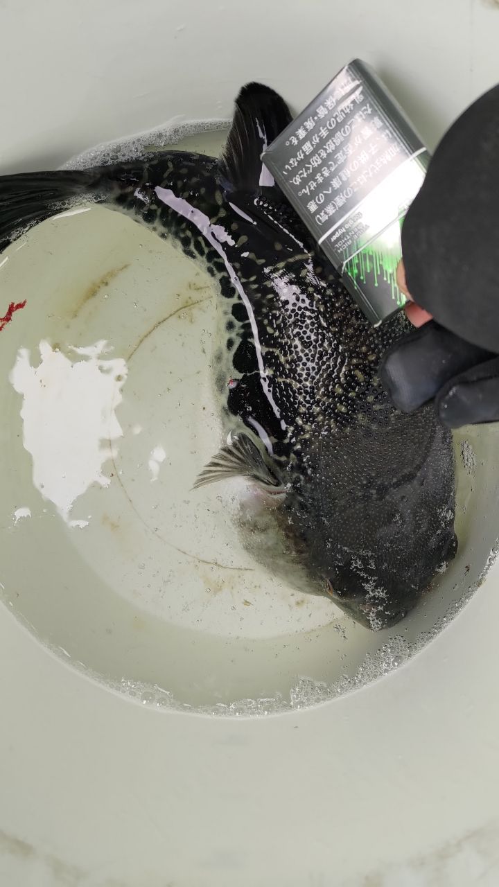 うさださんの釣果 1枚目の画像