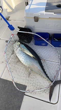 ビンチョウマグロの釣果