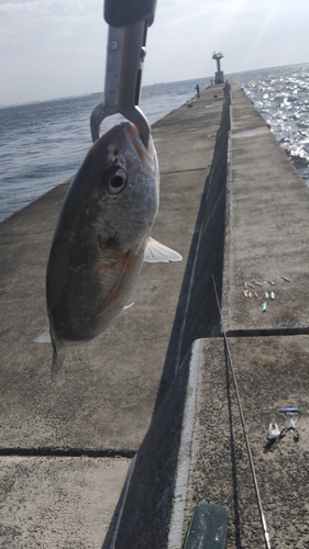 シログチの釣果