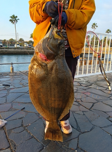 ヒラメの釣果