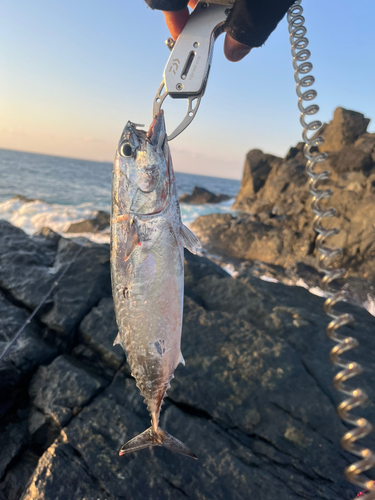 カツオの釣果