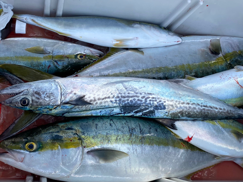 メジロの釣果