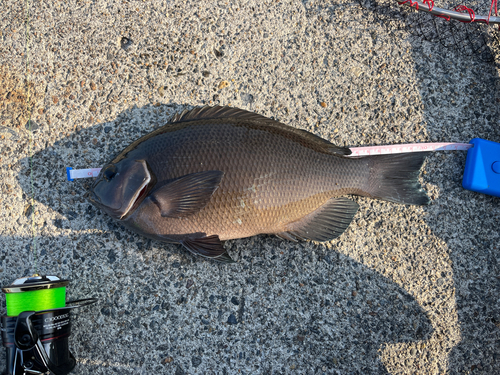 メジナの釣果