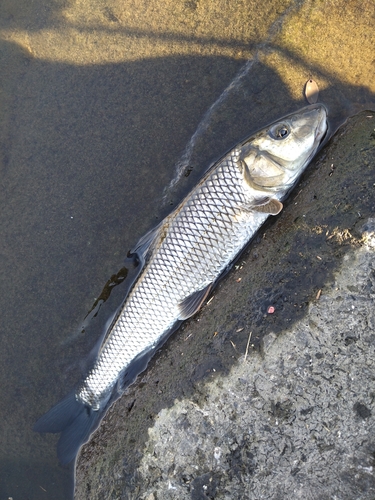 ニゴイの釣果