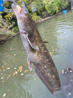 ナマズの釣果