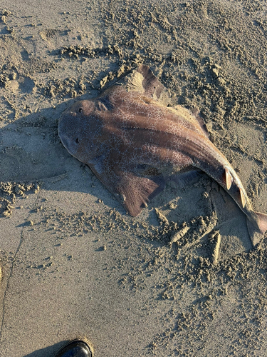 カスザメの釣果