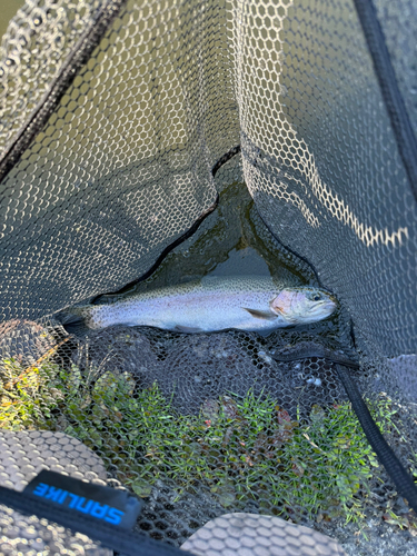 レインボートラウトの釣果