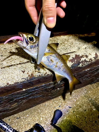 ムツの釣果