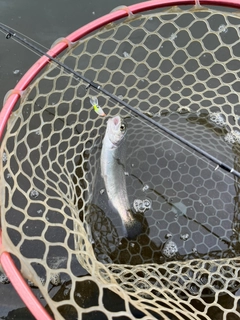 ニジマスの釣果