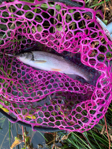 ウグイの釣果