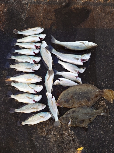 イシモチの釣果