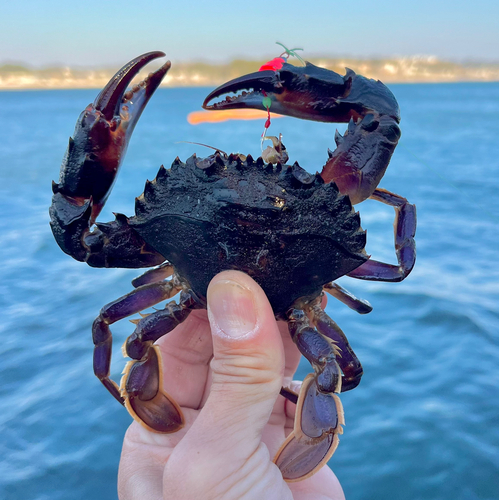 カニの釣果