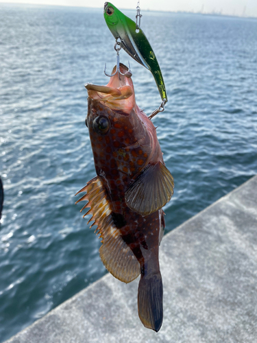 アコウの釣果