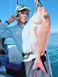 マダイの釣果