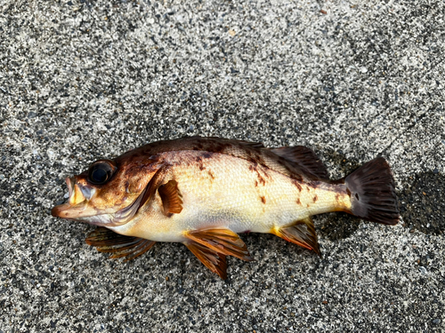 メバルの釣果