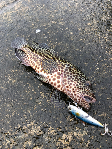 カンモンハタの釣果