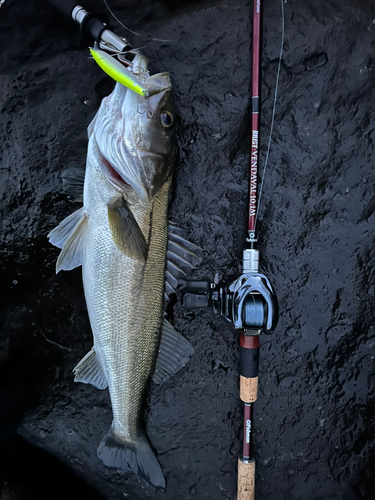 シーバスの釣果