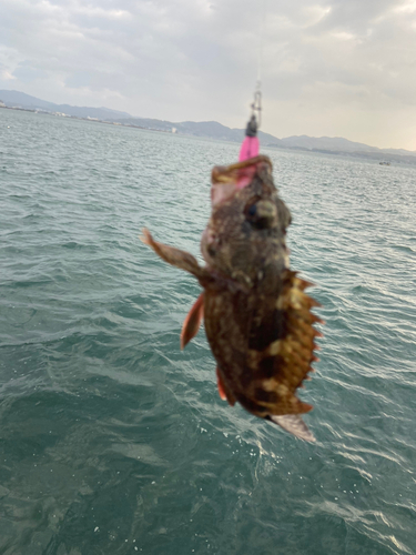 タケノコメバルの釣果