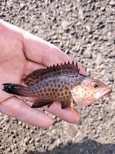 オオモンハタの釣果