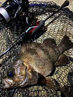 メバルの釣果