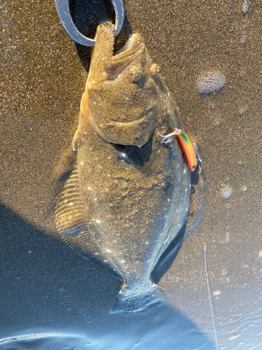 ヒラメの釣果