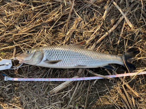 ニゴイの釣果