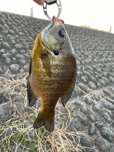 ブルーギルの釣果